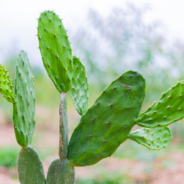 Opuntia jamaicensis - Cactus raquette