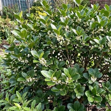 Osmanthus heterophyllus Purpureus