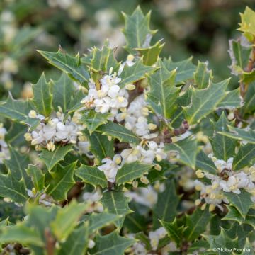 Osmanthus heterophyllus Purpureus