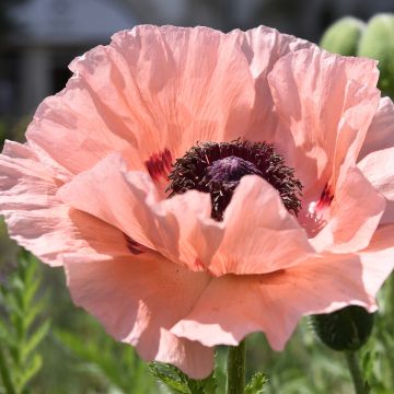 Pavot d'Orient - Papaver orientale Perry's White
