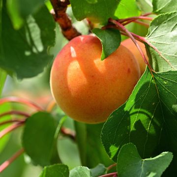 Abricotier - Prunus armeniaca Tardif De Bordaneil