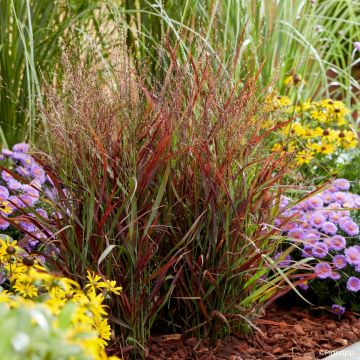 Panic érigé - Panicum virgatum Hot Rod