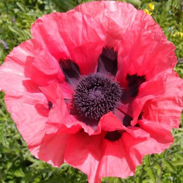 Graines de Pavot d'Orient Raspberry Brulee - Papaver orientale 