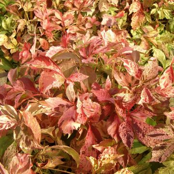 Parthenocissus quinquefolia Star Shower - Vigne vierge panachée
