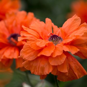 Pavot d'Orient, Papaver orientale May Queen