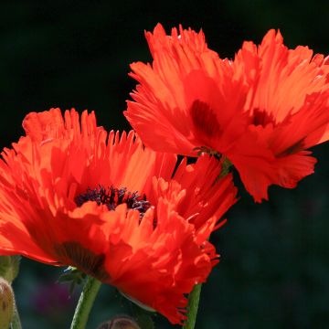 Pavot d Orient - Papaver orientale Turkenlouis