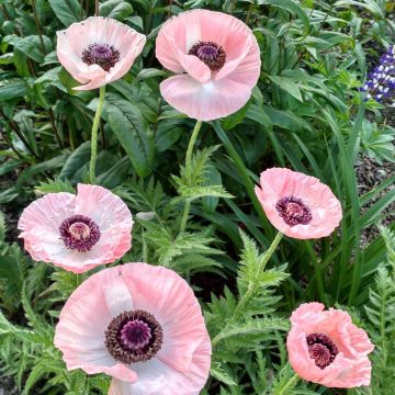 Pavot d Orient - Papaver orientale Princesse Victoria Louise
