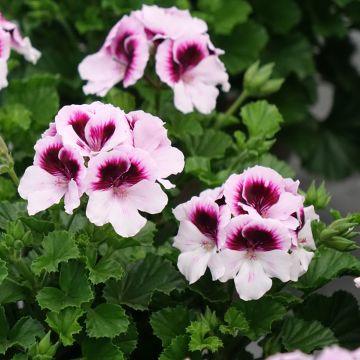 Pelargonium - Géranium parfumé Mosquitaway Lizzy