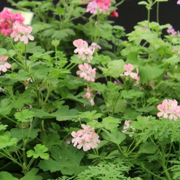 Pelargonium - Géranium parfumé Sweet Mimosa en pot