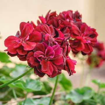 Géranium-lierre double Royal Brillant Red