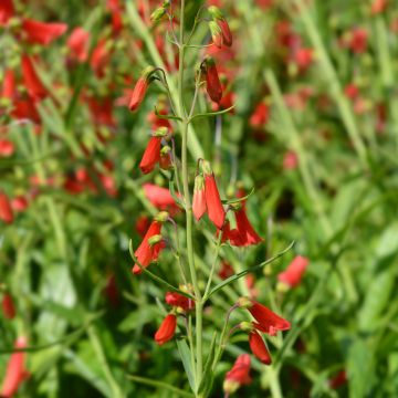 Graines de Penstemon barbatus Iron Maiden  - Galane