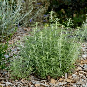 Perovskia atriplicifolia Blue Steel - Sauge russe en pot de 2/3 L