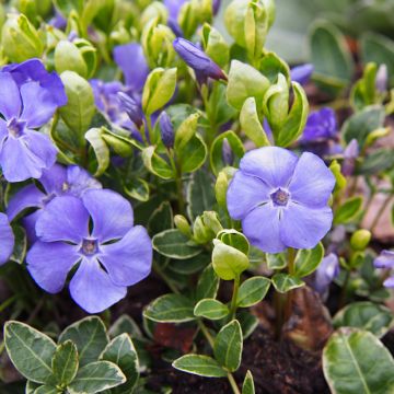 Pervenche - Vinca minor Ralph Shugert