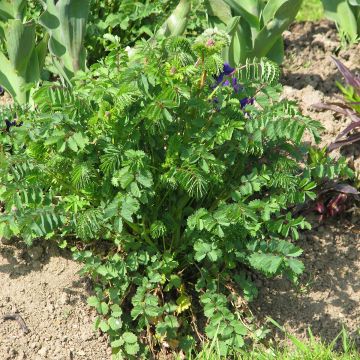 Petite Pimprenelle Bio - Ferme de Ste Marthe