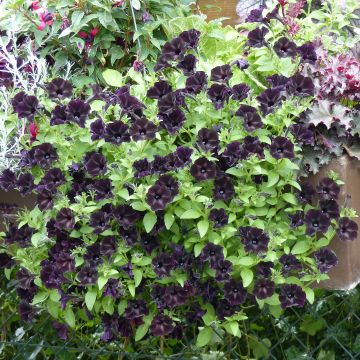 Pétunia Black Ray