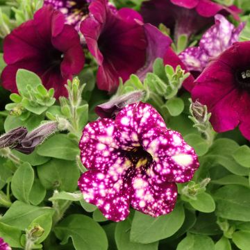 Petunia Splash Dance Magenta Mambo℗