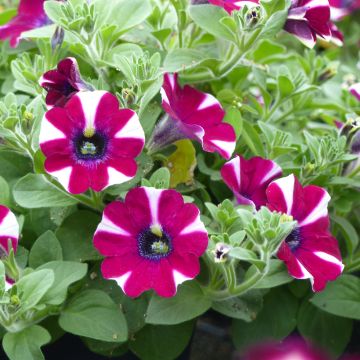 Pétunia Perry Much Picasso