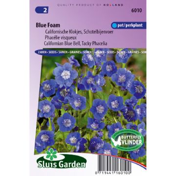 Phacélie visqueux Blue Foam - Phacelia viscida compacta
