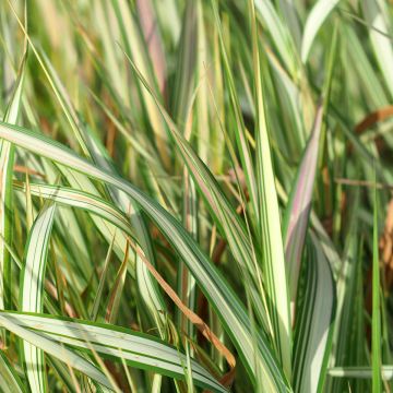 Phalaris arundinacea Picta - Alpiste faux-roseau 