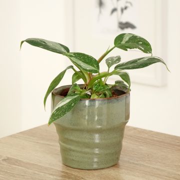 Philodendron White Princess