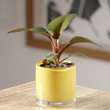 Philodendron Black Cardinal