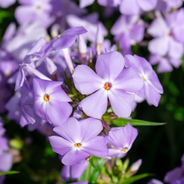Phlox paniculata Tequila Sunrise - Phlox paniculé nain orange saumon vif