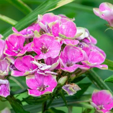 Phlox paniculata Tequila Sunrise - Phlox paniculé nain orange saumon vif