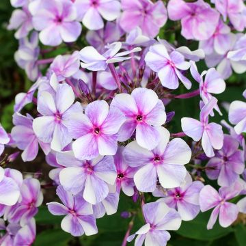 Phlox paniculata Tequila Sunrise - Phlox paniculé nain orange saumon vif