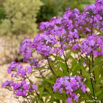 Phlox paniculata Peppermint Twist - Phlox paniculé rayé rose et blanc