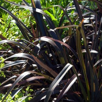 Phormium Jack Spratt - Lin de Nouvelle-Zélande
