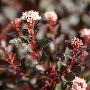 Physocarpe Little Devil- Physocarpus opulifolius Little Devil