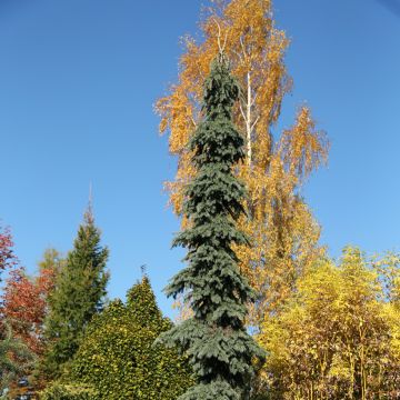 Epinette blanche - Picea glauca Biesenthaler Frühling
