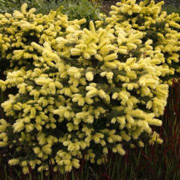 Epicéa bleu - Picea pungens Maigold