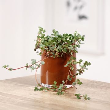 Pilea glaucophylla Greyzy
