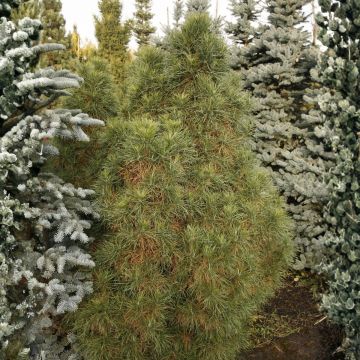 Pin sylvestre nain - Pinus sylvestris Chantry Blue