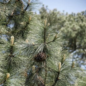 Pinus parviflora Glauca - Pin blanc du Japon