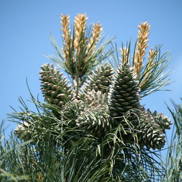 Pinus parviflora Negishi - Pin blanc japonais