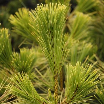Pin noir du Japon - Pinus thunbergii Ogon
