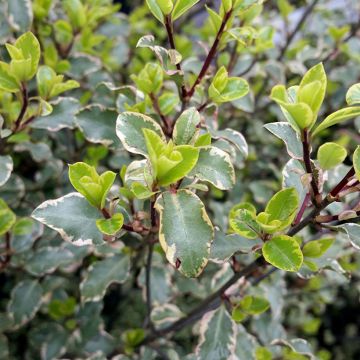 Pittosporum tenuifolium Victoria - Pittosporum à petites feuilles