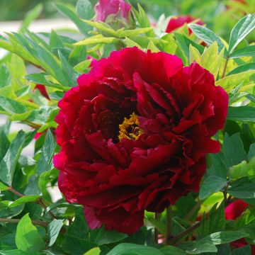 Pivoine arbustive 02 Bai Yuan Hong Xia - Paeonia suffruticosa