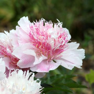 Pivoine Do Tell