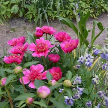 Pivoine officinale Rosea Plena