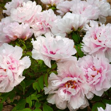 Pivoine arbustive Xue Ying Tao Hua (Peachy Snow) - Paeonia suffruticosa
