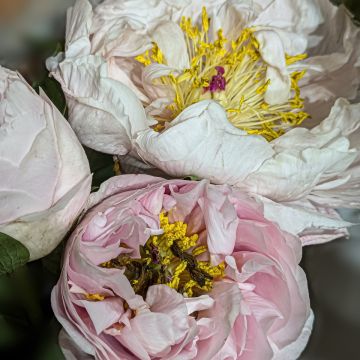 Pivoine lactiflora Duchesse de Nemours