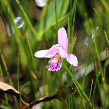 Spiranthes cernua var odorata Chadd s Ford