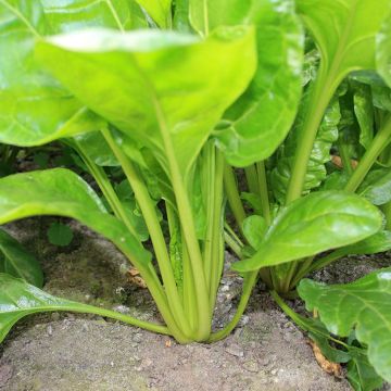 Poirée verte à couper BIO
