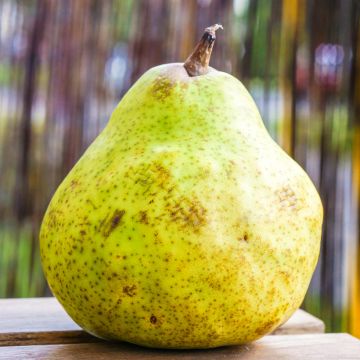 Poirier Bergamote de Parthenay