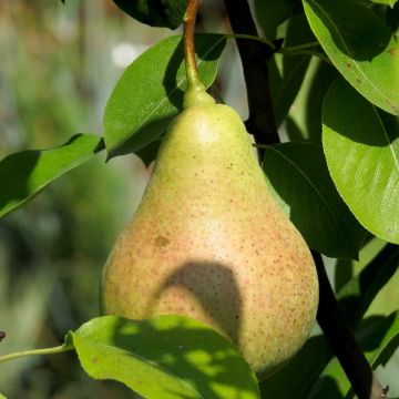 Poirier William's - Palmette U simple en pot - Pyrus communis 