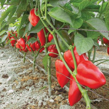 Poivron Piquillo AB - Ferme de Ste Marthe