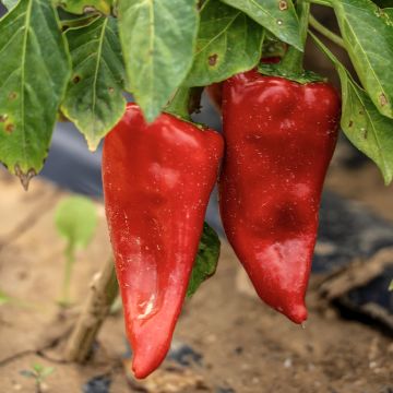 Poivron Piquillo AB - Ferme de Ste Marthe